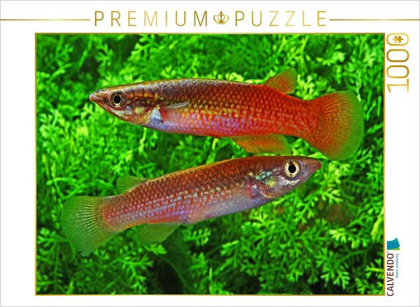 CALVENDO Puzzle Pachypanchax sakaramyi, MADAGASKA 1000 Teile Lege-Größe 64x48cm Foto-Puzzle für glückliche Stunden