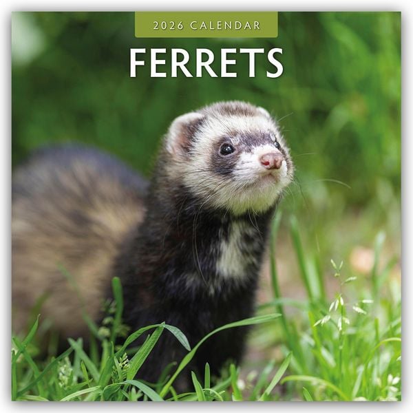 Ferrets – Frettchen 2026 – 16-Monatskalender