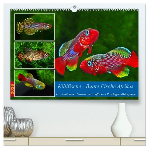 Killifische – Bunte Fische Afrikas (hochwertiger Premium Wandkalender 2026 DIN A2 quer), Kunstdruck in Hochglanz