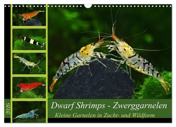 Dwarf Shrimps - Zwerggarnelen (Wandkalender 2026 DIN A3 quer), CALVENDO Monatskalender