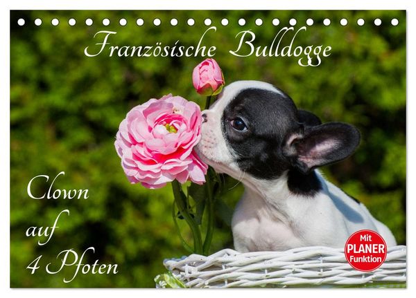 Französische Bulldogge - Clown auf 4 Pfoten (Tischkalender 2026 DIN A5 quer), CALVENDO Monatskalender