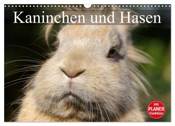 Kaninchen und Hasen (Wandkalender 2026 DIN A3 quer), CALVENDO Monatskalender