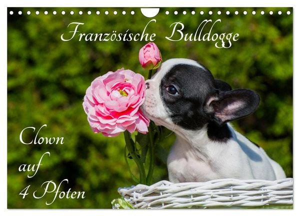 Französische Bulldogge - Clown auf 4 Pfoten (Wandkalender 2026 DIN A4 quer), CALVENDO Monatskalender