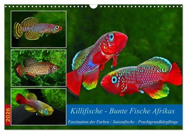 Killifische – Bunte Fische Afrikas (Wandkalender 2026 DIN A3 quer), CALVENDO Monatskalender