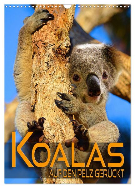 Koalas auf den Pelz gerückt (Wandkalender 2026 DIN A3 hoch), CALVENDO Monatskalender