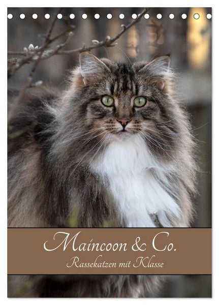 Maincoon & Co. - Rassekatzen mit Klasse (Tischkalender 2026 DIN A5 hoch), CALVENDO Monatskalender