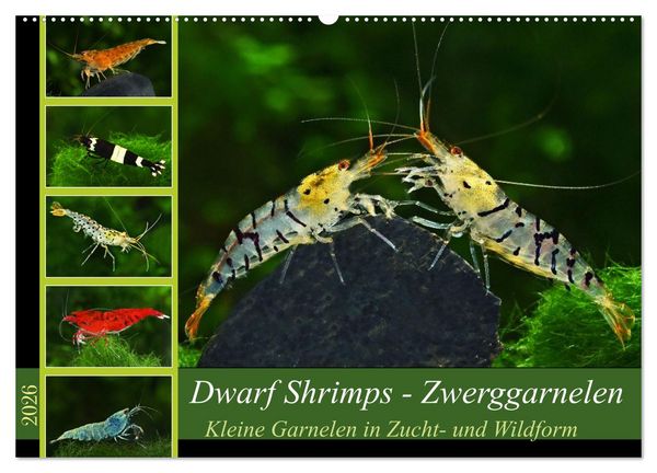 Dwarf Shrimps - Zwerggarnelen (Wandkalender 2026 DIN A2 quer), CALVENDO Monatskalender