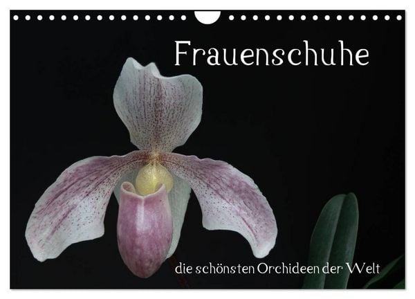 Frauenschuhe - die schönsten Orchideen der Welt (Wandkalender 2026 DIN A4 quer), CALVENDO Monatskalender