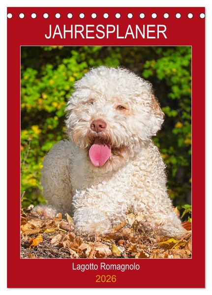 Jahresplaner Lagotto Romagnolo (Tischkalender 2026 DIN A5 hoch), CALVENDO Monatskalender