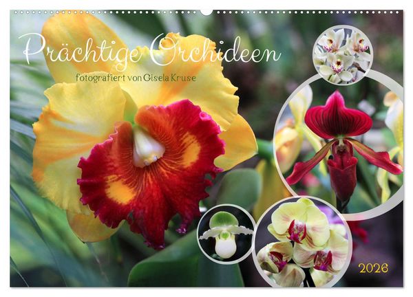 Prächtige Orchideen (Wandkalender 2026 DIN A2 quer), CALVENDO Monatskalender