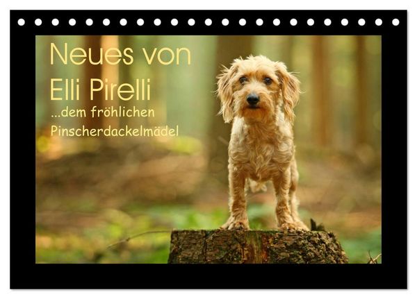 Neues von Elli Pirelli, dem fröhlichen Pinscherdackelmädel (Tischkalender 2025 DIN A5 quer), CALVENDO Monatskalender