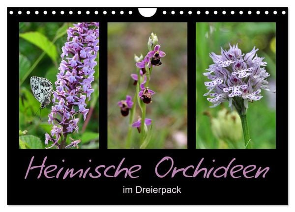Heimische Orchideen im Dreierpack (Wandkalender 2026 DIN A4 quer), CALVENDO Monatskalender