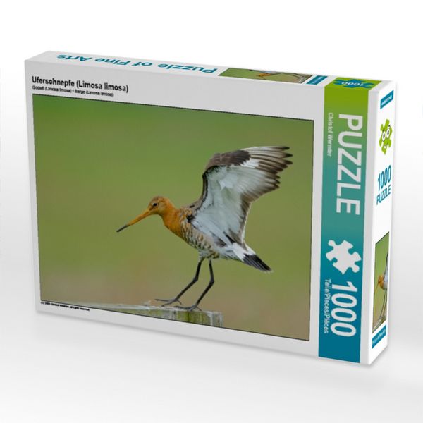 CALVENDO Puzzle Uferschnepfe (Limosa limosa) 1000 Teile Lege-Größe 64x48cm Foto-Puzzle für glückliche Stunden