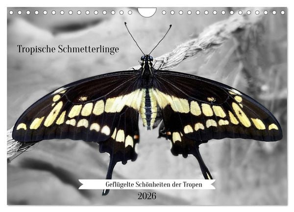 Geflügelte Schönheiten der Tropen (Wandkalender 2026 DIN A4 quer), CALVENDO Monatskalender