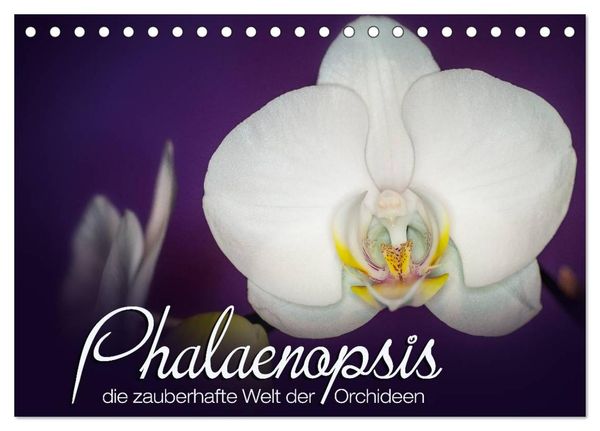 Phalaenopsis - die zauberhafte Welt der Orchideen (Tischkalender 2025 DIN A5 quer), CALVENDO Monatskalender