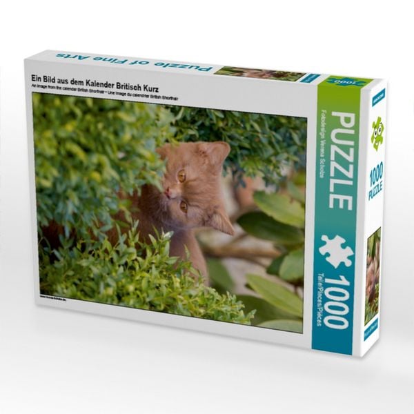 CALVENDO Puzzle Ein Bild aus dem Kalender Britisch Kurz 1000 Teile Lege-Größe 64x48cm Foto-Puzzle für glückliche Stunden