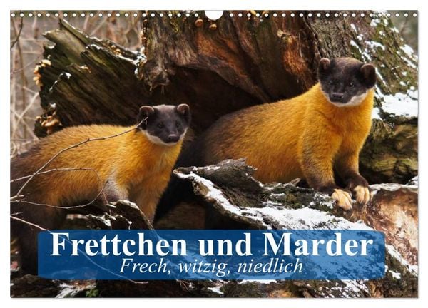 Frettchen und Marder. Frech, witzig, niedlich (Wandkalender 2025 DIN A3 quer), CALVENDO Monatskalender