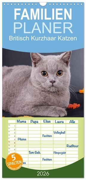 Familienplaner 2026 - Britisch Kurzhaar Katzen mit 5 Spalten (Wandkalender, 21 x 45 cm) CALVENDO