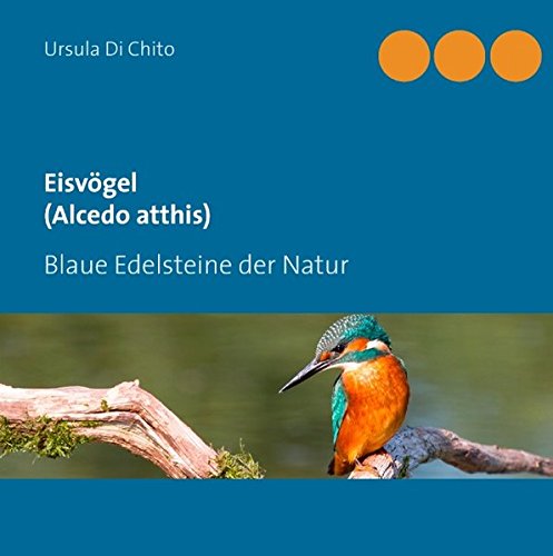 Eisvögel (Alcedo atthis): Blaue Edelsteine der Natur