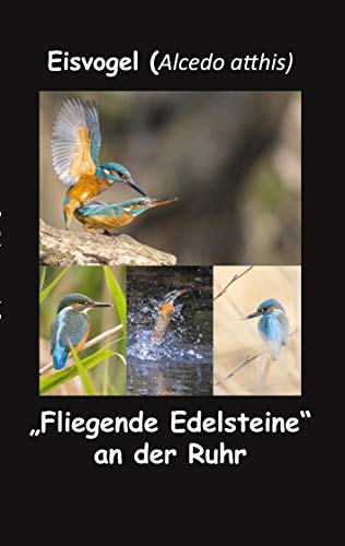 Eisvogel (Alcedo atthis): Fliegende Edelsteine an der Ruhr
