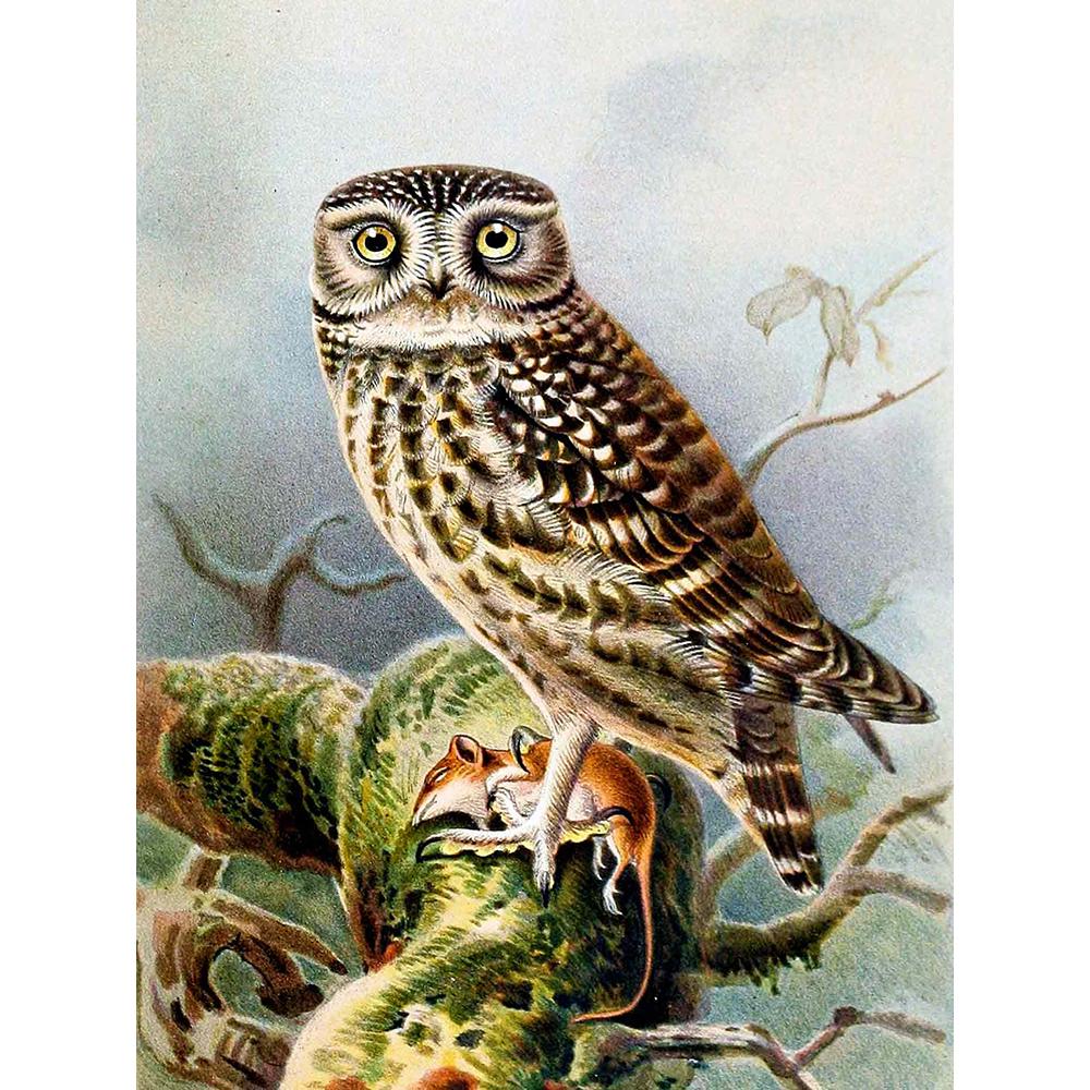 Diamant-Stickerei, Eule, Diamant-Gemälde, Tierbilder, Strasssteine, Diamant-Mosaik, Tapeten-Dekor 20X30CM gray