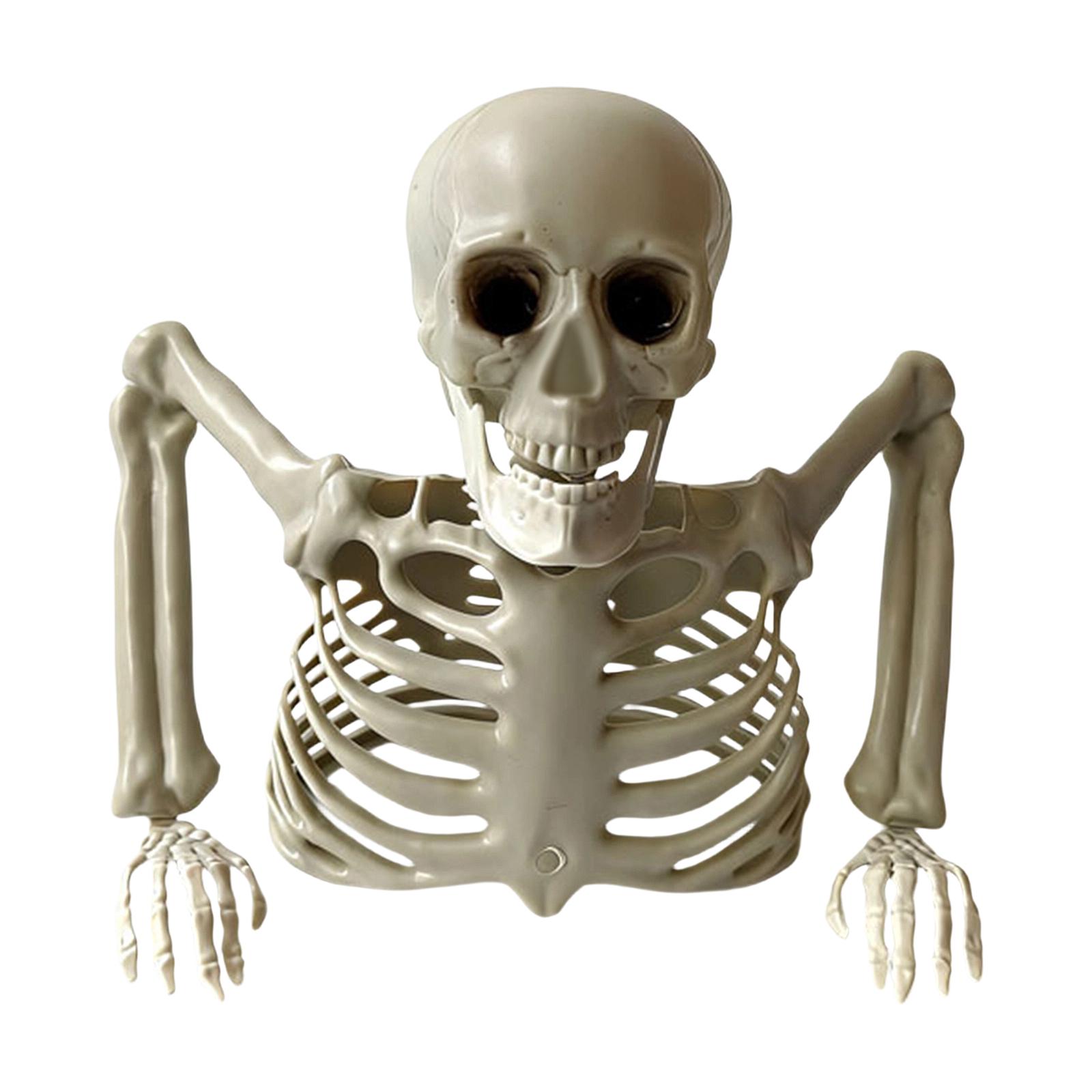 Realistischer halber Skelett-Torso Halloween Spukhaus Dekoration Lebensgroßer Knochen-Requisit für Innen- und Außenausstellung One Size