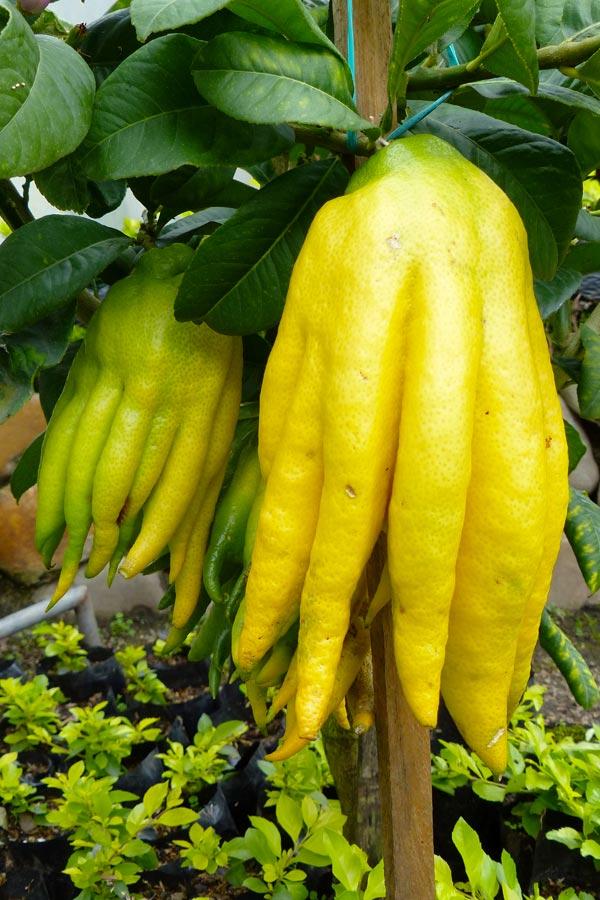 Zitrone Buddha Hand - Citrus Medica Sarcodactylus 10 frische Samen