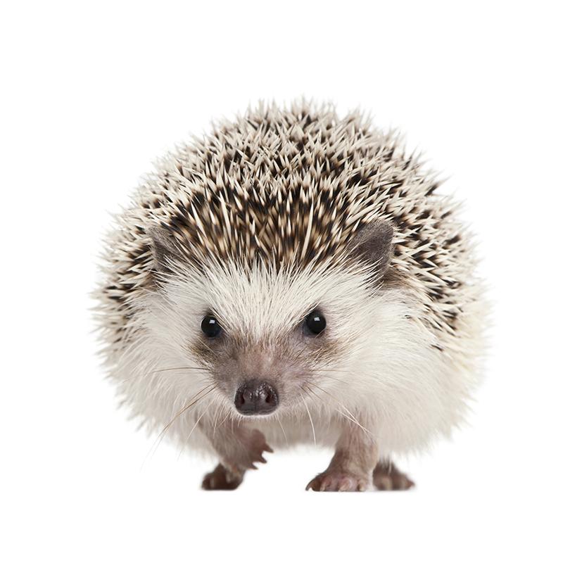 V1759#Niedlicher Igel-Aufkleber auf dem Auto, Vinyl-Aufkleber, wasserfest, Dekoration, Autoaufkleber A-15cm-Longest Side