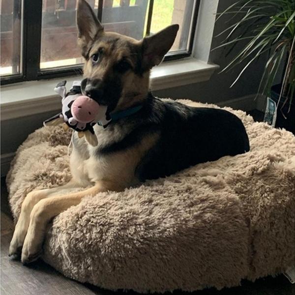 Luxuriöses, flauschiges, extra großes Hundebett, Sofa, waschbares, rundes Hundekissen, Haustierbett für große, extra große Hunde M braun