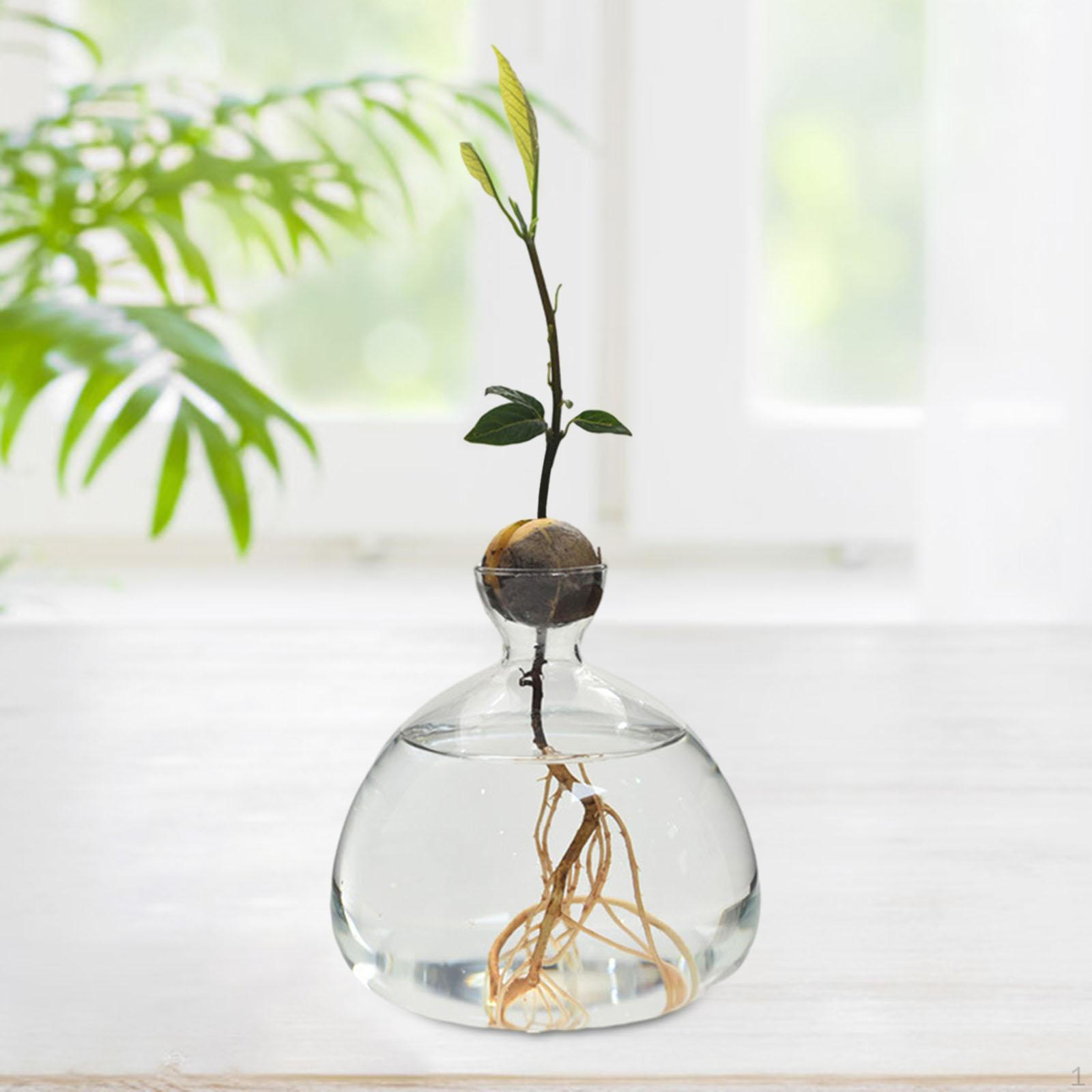 Avocado-Samen-Sprossen-Starter-Vase, hydroponisches klares Pflanzen-Terrarium für den Garten Style A beige