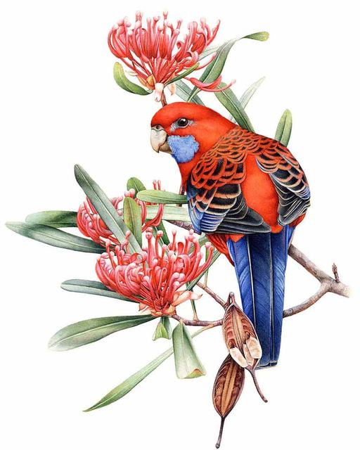 5d Diy Diamant Vogel Diamant Stickerei Cartoon Mosaik Dekorieren Broderies Diamant Malerei 20X30