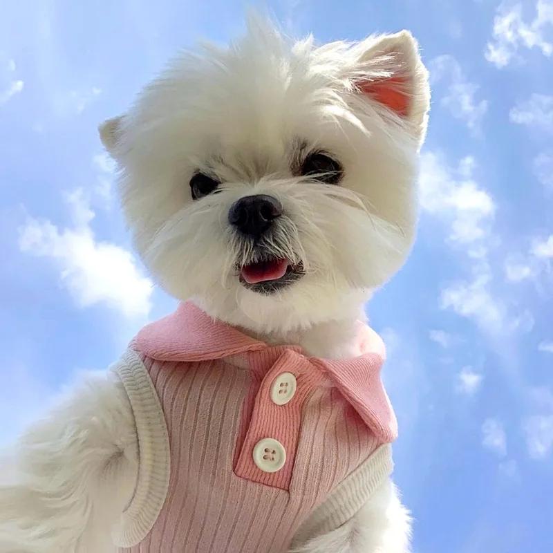 Sommer Hunde-T-Shirt Atmungsaktiv Dünn Revers Hunde-Weste für Kleine Mittelgroße Hunde Katzen Lässige Haustierkleidung Chihuahua Bichon Teddy Kostüm XS gray