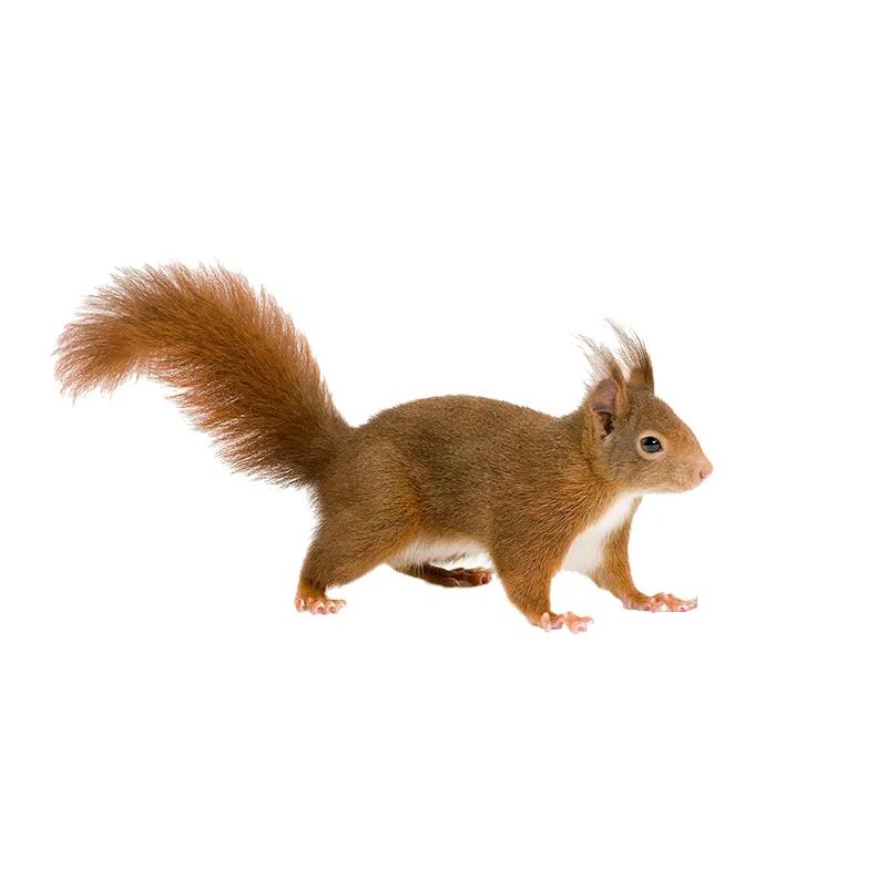 J508# Witziger und schöner kleiner Eichhörnchen-Tieraufkleber auf dem Auto, Vinyl-Aufkleber, wasserdichte Dekoration, Autoaufkleber A-15cm-Longest Side