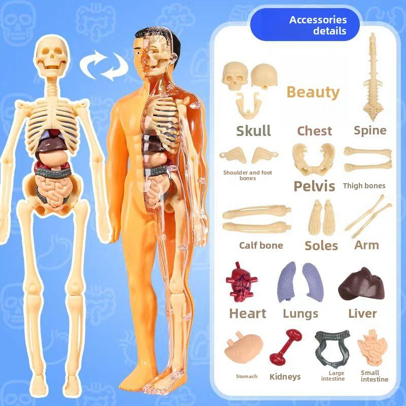 3D menschlicher Körper Torso Kind Anatomie Skelett Abnehmbar Simulation Organ & Abnehmbares Knochen Neu
