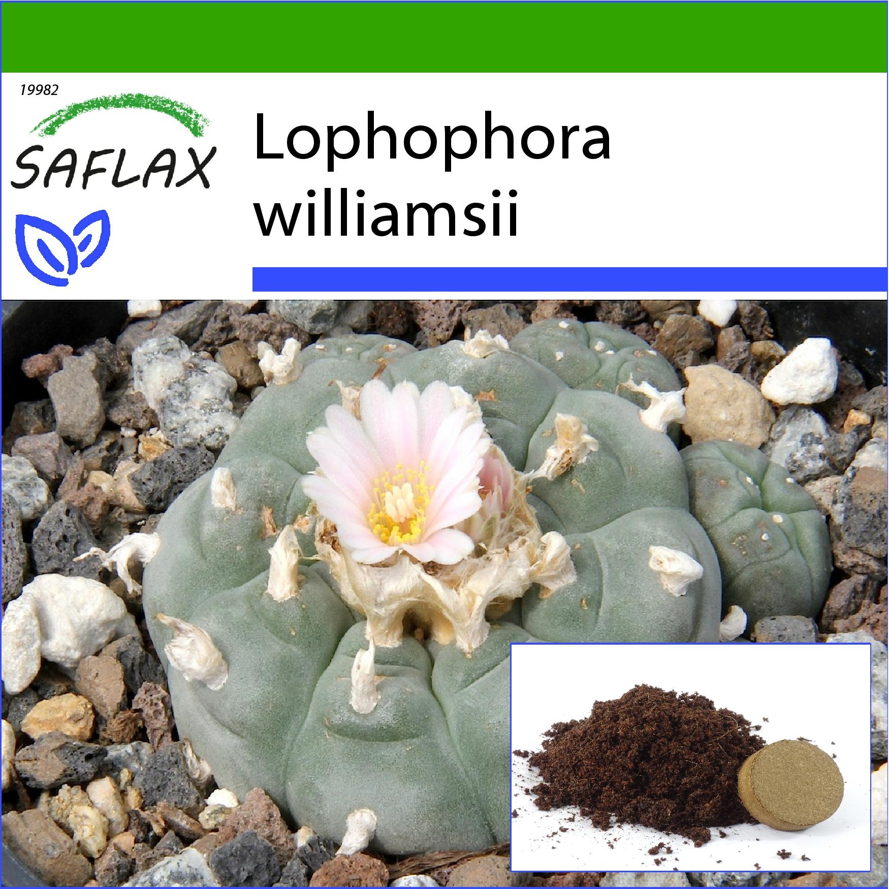 SAFLAX - Peyote - 20 Samen - Mit Topfsubstrat für bessere Kultivierung - Lophophora williamsii