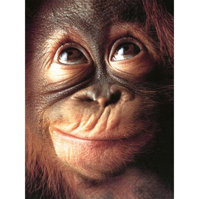 Diamant Stickerei Malerei Tier Affe 5d Diamant Mosaik Tier DIY Diamant Malerei Kit 40X50CM