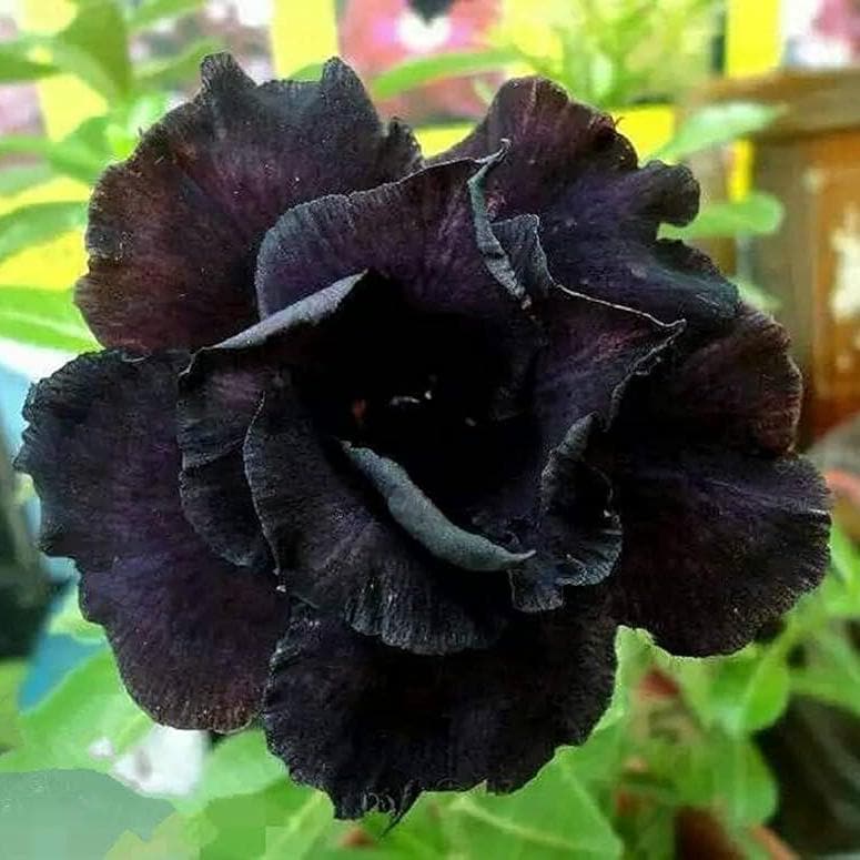 5 Samen ADENIUM OBESUM  schwarz gefüllt  Wüstenrose frische Samen