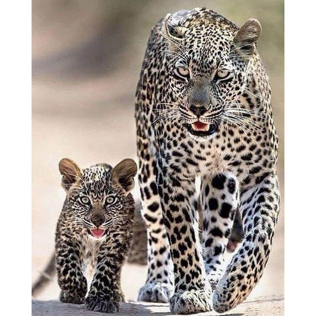 DIY 5D Diamant Malerei Diamant Stickerei Gepard Tier Tier Bild Mosaik Malerei Kit Diamant Stickerei Hause Dekoration Full Round 40x50CM