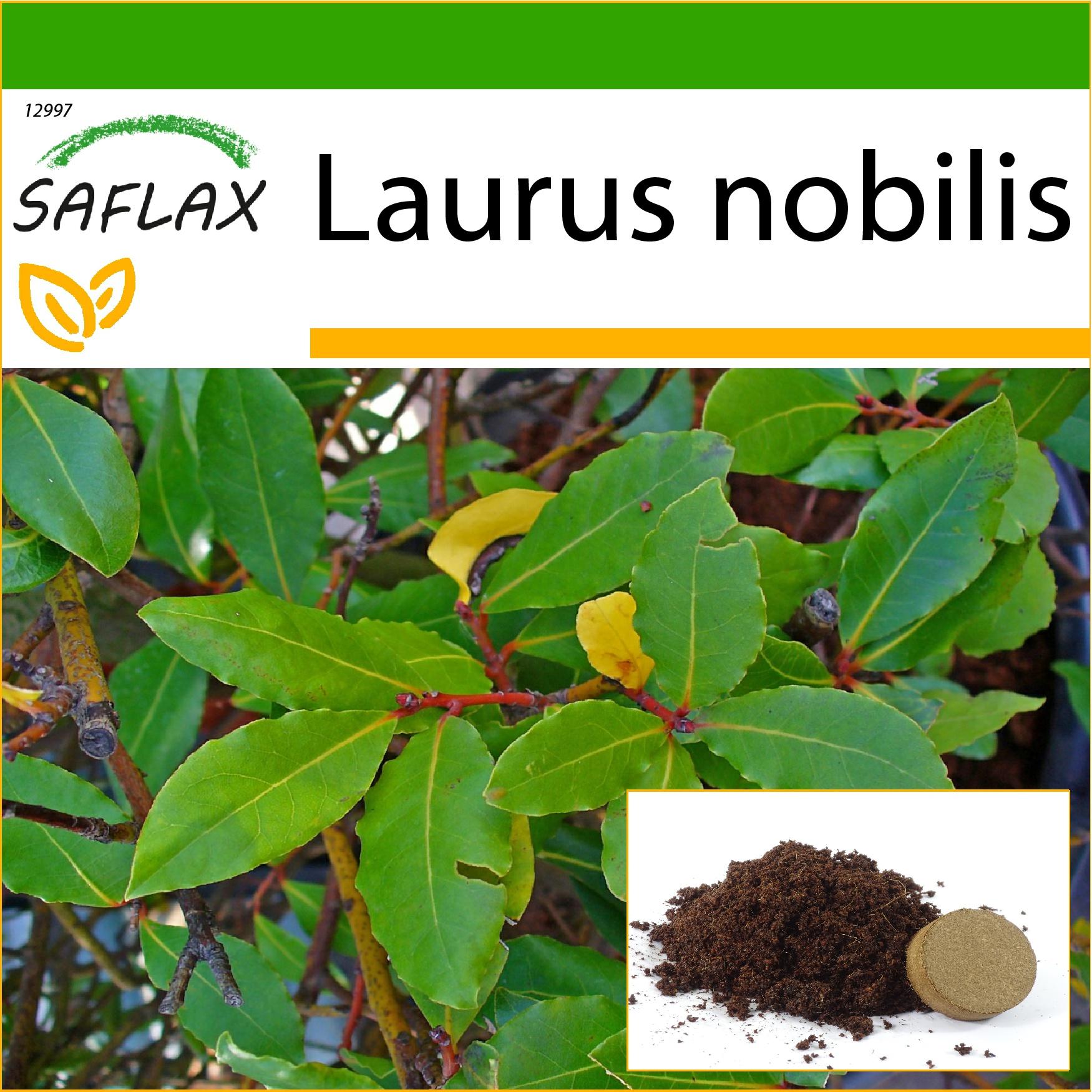 SAFLAX - Lorbeerbaum - 6 Samen - Mit Topfsubstrat zur besseren Kultivierung - Laurus nobilis