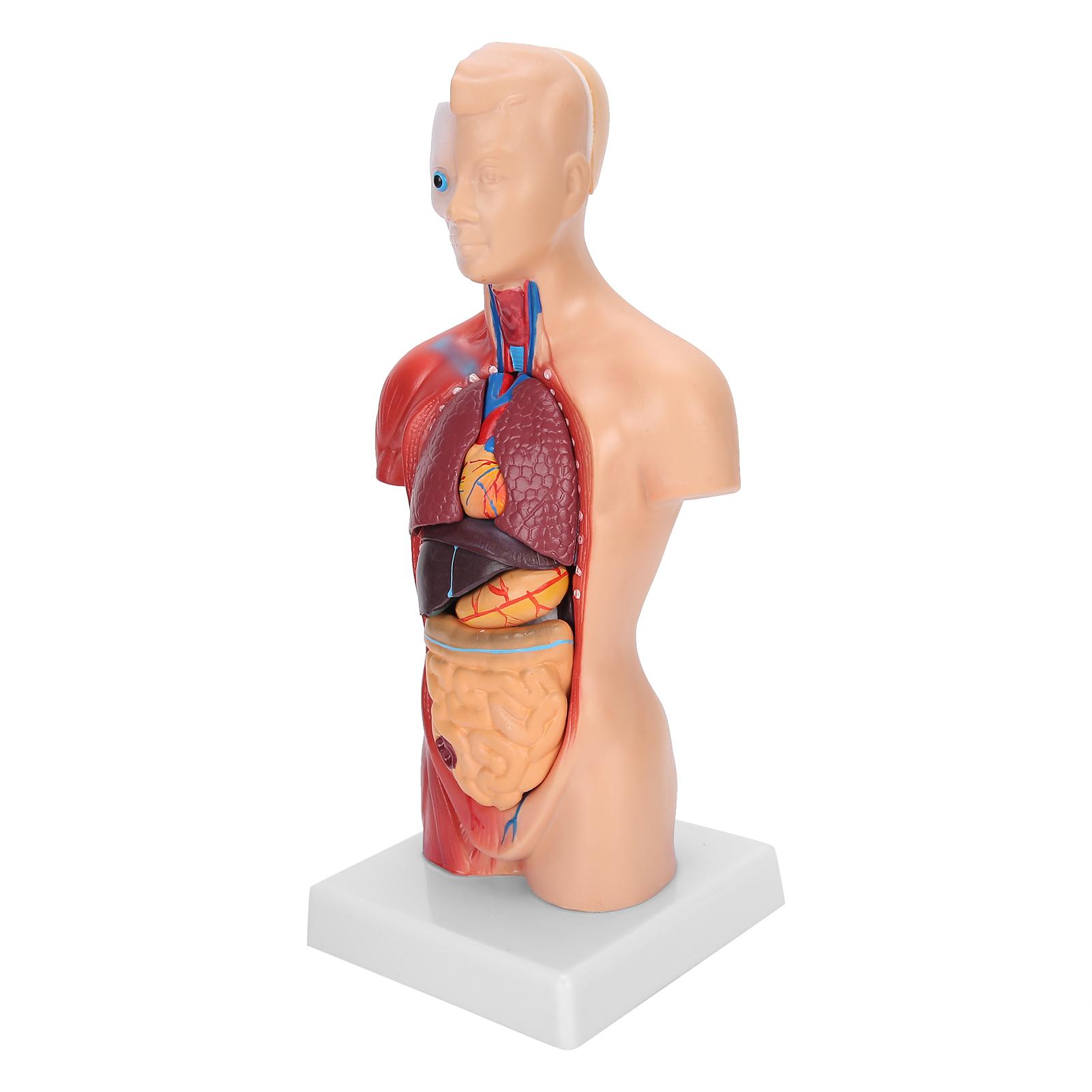 28 cm menschliches Torso-Modell, abnehmbare innere Organe, Lehrmodell für anatomische Montage