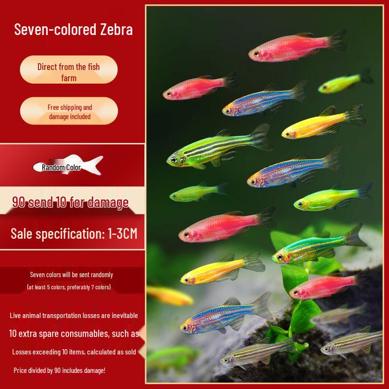 Pflegeleichte Zebrabärblinge, Robuste Harnischwelse, Kleine Guppys, Jungfische großer tropischer Süßwasser-Zierfische