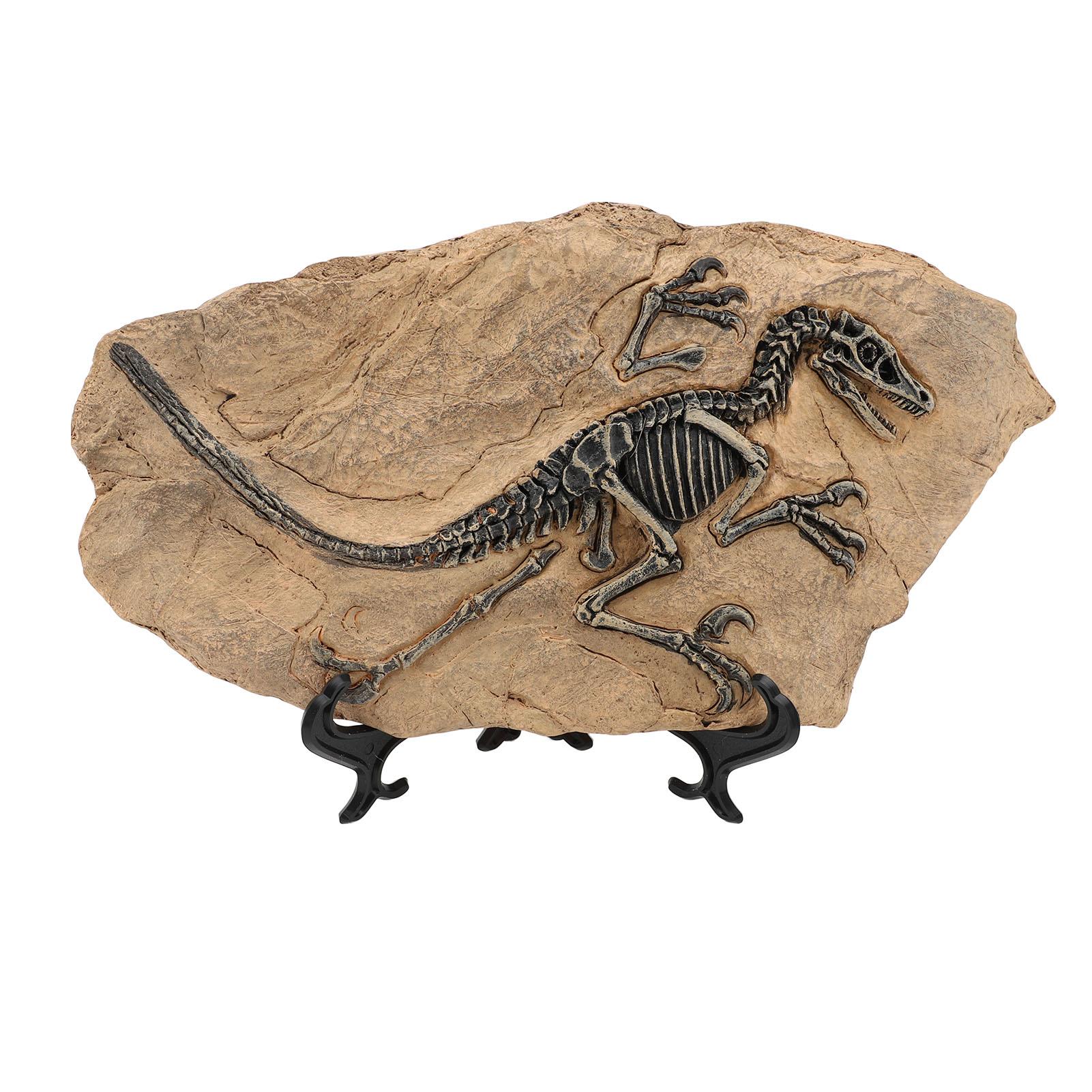 Dinosaurierskelett Fossil Figur Harz Hohe Simulation Dinosaurier Fossil Modell Statue für Studium Büro