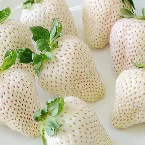 50 Samen FRAGOLA BIANCA GIAPPONESE „Frische und Biologische Samen“