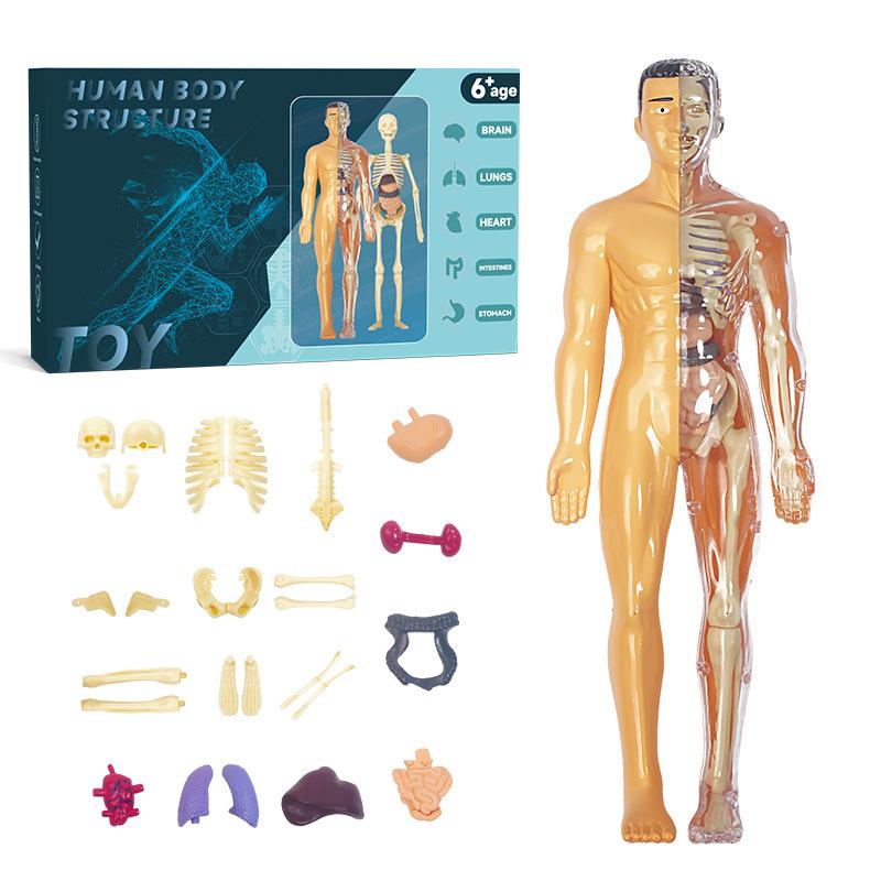 3D Menschlicher Torso Modell Kinder'S Anatomisches Menschliches Skelett Organ Modell Kann Montiert Werden Diy Menschliche Organe Spielzeug Pädagogisches Spielzeug