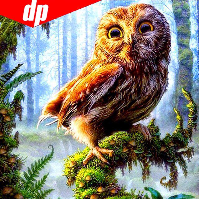 Vollständige Diamant-Stickerei, Tier-Eule, 5D-Diamant-Gemälde, Kreuzstich 25x25