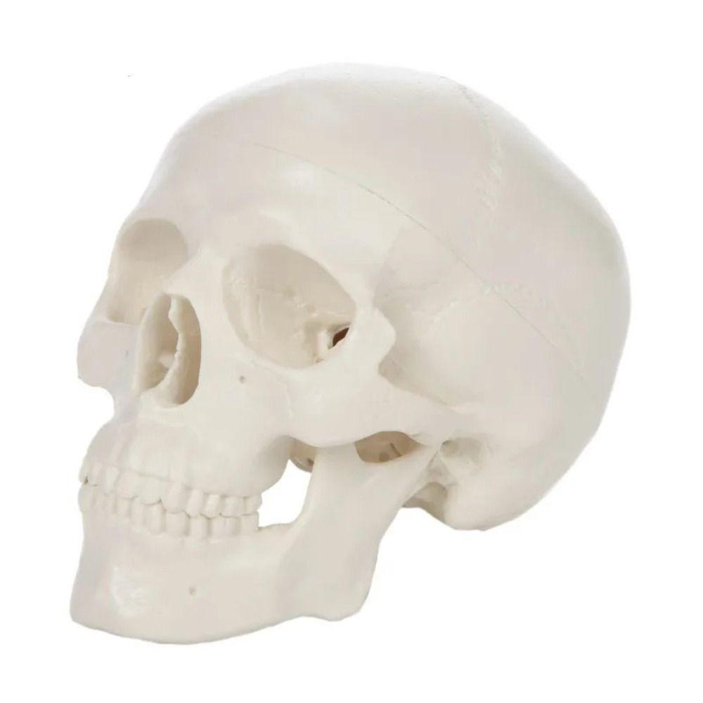 Schädelkappe Schädelmodell Abnehmbarer Anatomischer Kopfschädel Bildende Kunst Menschliches Kopfmodell Schulbedarf weiß