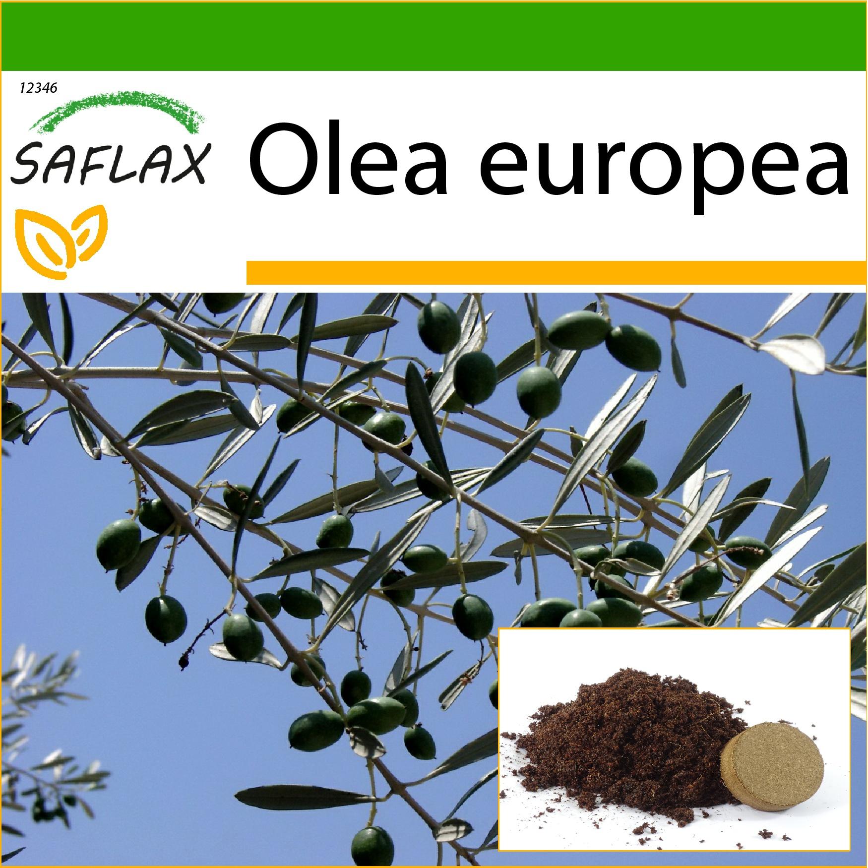 SAFLAX - Gewöhnliche Olive - 20 Samen - Mit Topfsubstrat für eine bessere Kultivierung - Olea europea