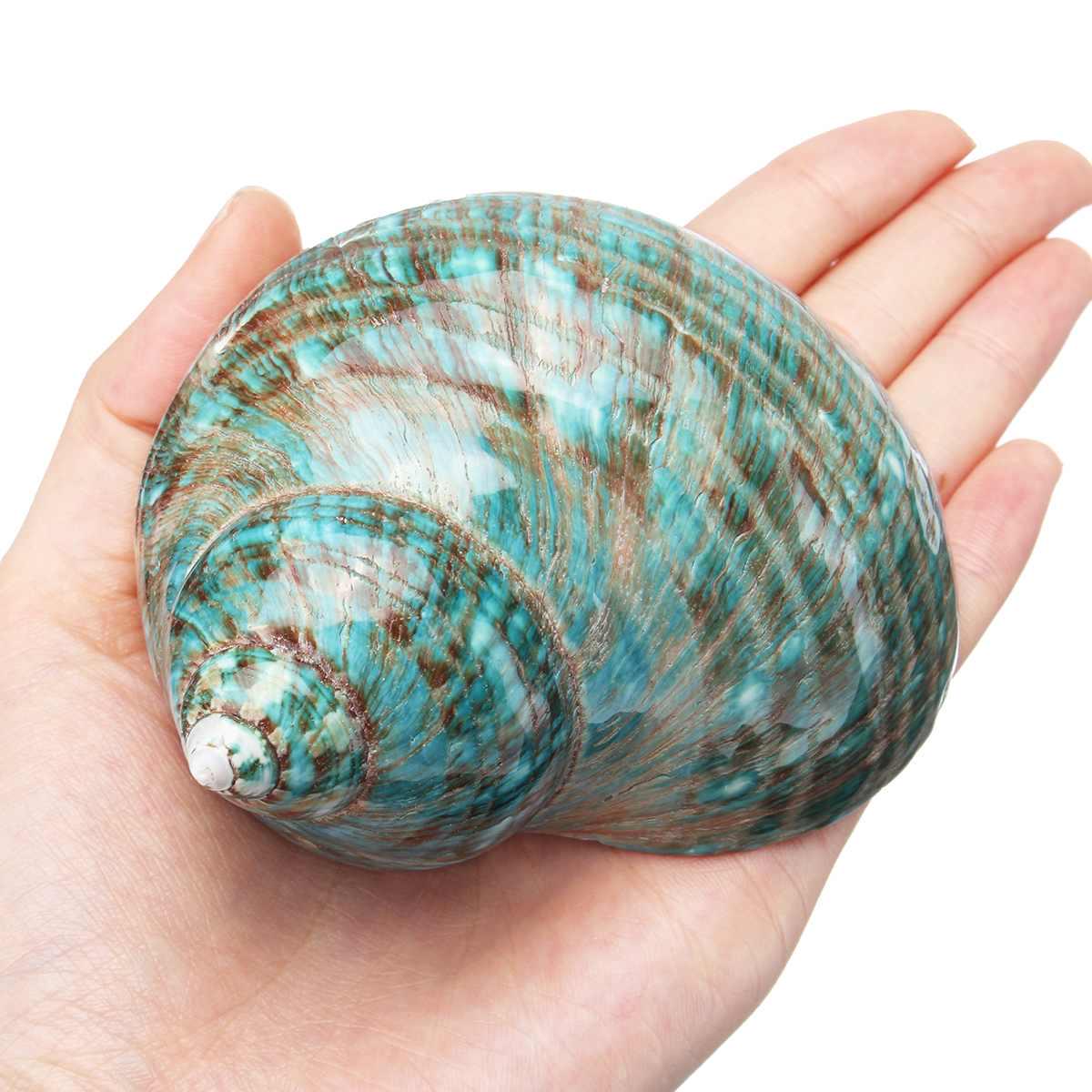 10CM Grün Große Conch Heimtextilien Marine Meer Dekor Fisch Trocken Aquarium Dekor Natürliche Shell Handwerk 1pc