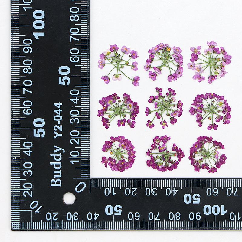 12 Stück Packung 1,5-2,5cm Schneeball Gepresste Getrocknete Blumen DIY Handgemacht Handyhülle Schmuckherstellung Füllung Natürliche Echte Getrocknete Blumen hellrosa