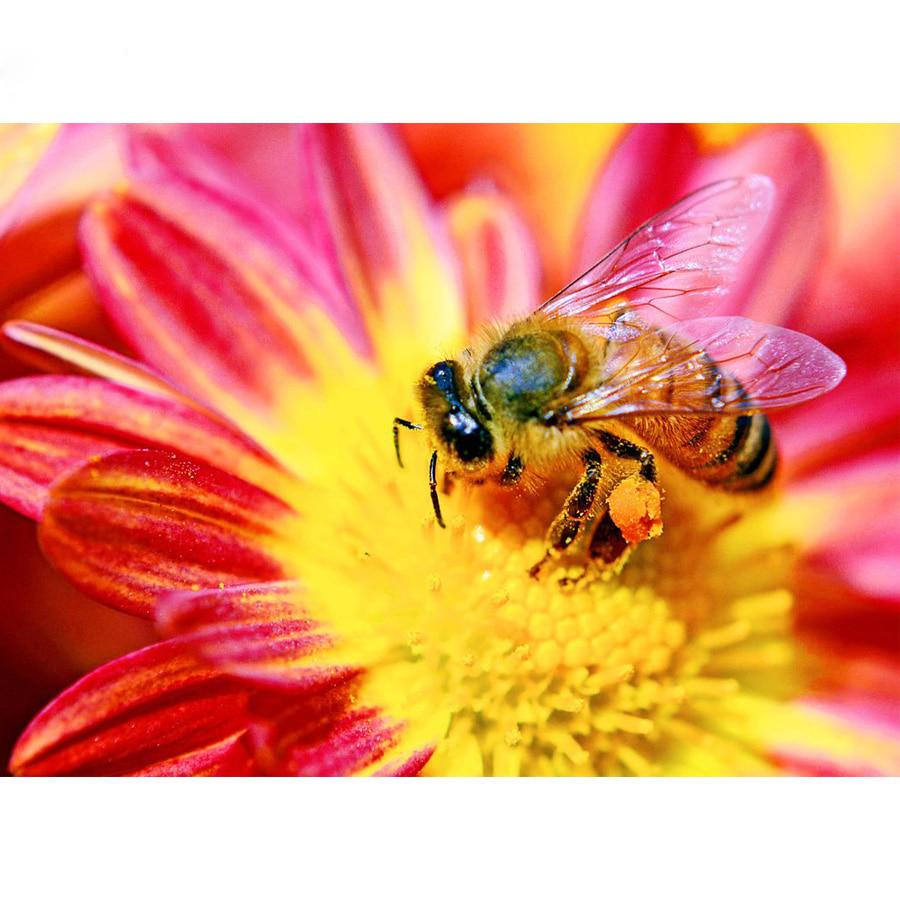 Diamant Stickerei Blume Biene Kreuzstich Kristall Runde Diamanten Dekor DIY Diamanten Malerei 20X30CM